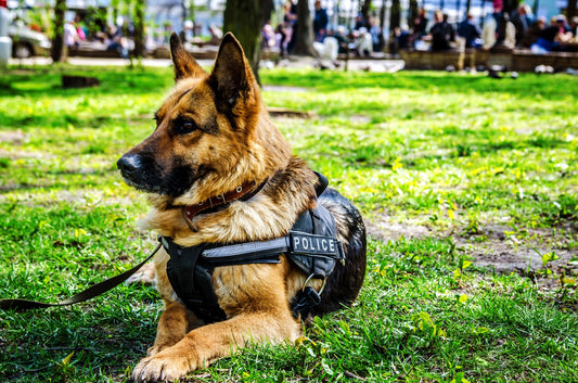 National K9 Veteran's Day March 13 | Military Working Dogs
